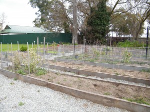 The Rosemount Staff Vege Garden