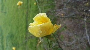 Even neglected gardens can still show some of their former glory.