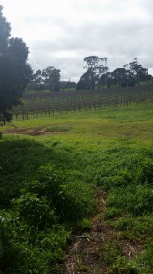 The views across the vineyards.